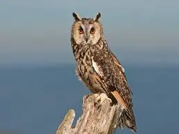 Rüyada baykuş görmek, bilgelik, gizem, yalnızlık, kötü haberler, uğursuzluk ve bilinmeyen bir tehlikenin habercisi olan güçlü bir semboldür.