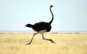Rüyada deve kuşu görmek, kaçış arzusu, gerçekleri görmezden gelme, zenginlik, gösteriş ve büyük bir sırrı saklamanın sembolüdür.