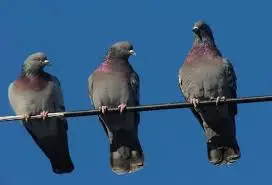 Rüyada güvercin görmek, barış, huzur, sadakat, iyi haberler, manevi temizlik ve hayırlı bir kısmetin sembolüdür.