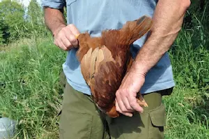 Rüyada horoz öldürmek ne anlama gelir? Ezan sesini kesme, evin reisine veya liderine zarar verme ve söz hakkını kaybetme tabiri.