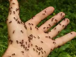 Rüyada karınca istilası görmek, bereket, bolluk, çalışkanlık, düzen, küçük dertlerin birikmesi ve çevrenizdeki yoğun hareketliliğin sembolüdür.