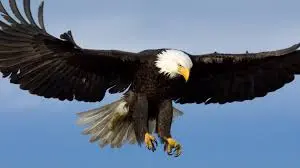 Rüyada kartal görmek, yüksek mevkii, otorite, güç, özgürlük, keskin görüş ve büyük hedeflere ulaşmanın sembolüdür.