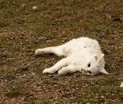 Rüyada kedi öldürmek ne anlama gelir? Hırsızlık, düşman ve kötülükten kurtulmanın rüya tabirleri.