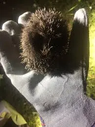 Rüyada kirpi öldürmek ne anlama gelir, kendisine zarar veren ve huysuz kişilerden kurtulmanın rüya tabiri ve yorumları.
