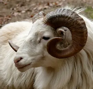 Rüyada koç görmek, liderlik, güç, cesaret, bereket, saygınlık, makam sahibi bir kişi ve bir konuda öncülük etmenin sembolüdür.
