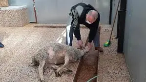 Rüyada koyun öldürmek ne anlama gelir? Masumiyet, bereket ve kurban sembolü olan koyunun rüyada kesilmesi veya öldürülmesinin dini, manevi ve maddi yorumları.